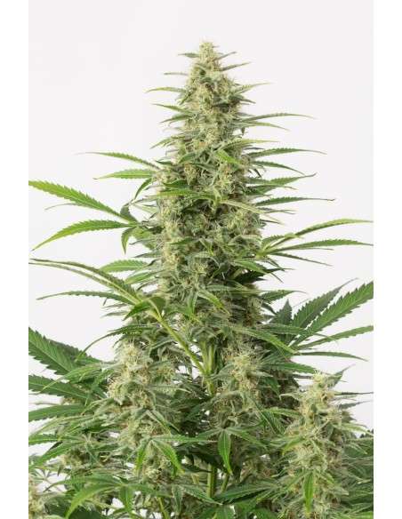 DINAFEM - Sour Diesel Autoflowering - 1