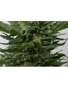 DINAFEM - Sour Diesel Autoflowering - 1 2