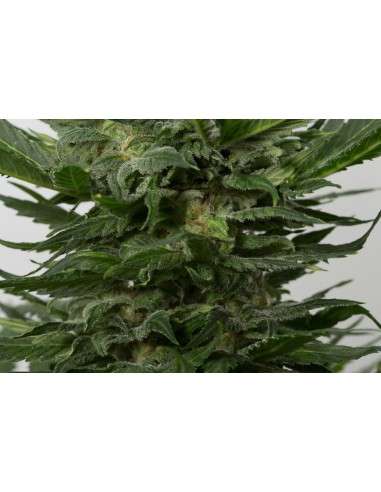 DINAFEM - Sour Diesel Autoflowering - 2
