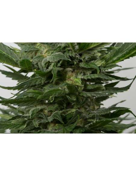DINAFEM - Sour Diesel Autoflowering - 2