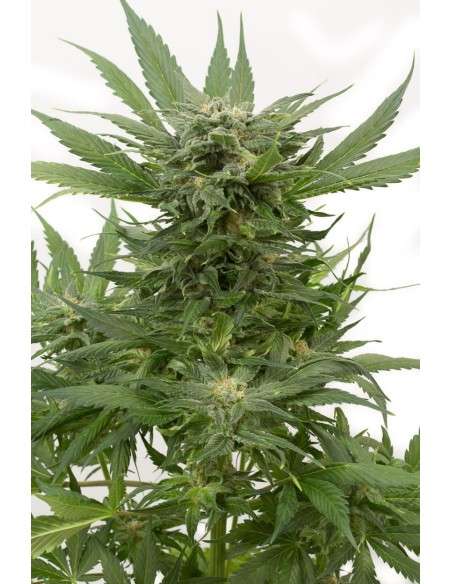 DINAFEM - Sour Diesel Autoflowering - 3