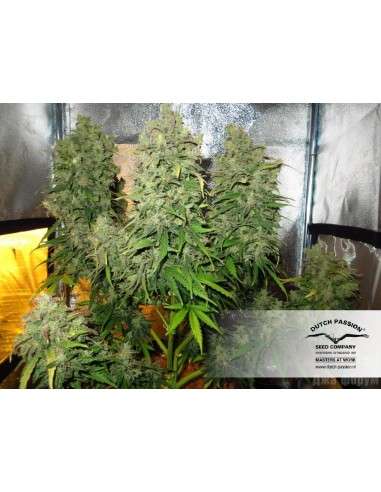 DUTCH PASSION - Auto Think Different - 5