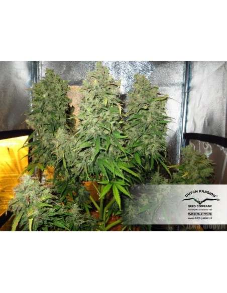 DUTCH PASSION - Auto Think Different - 5