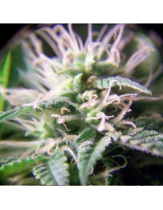FEMALESEEDS - Purple Maroc - 1 2