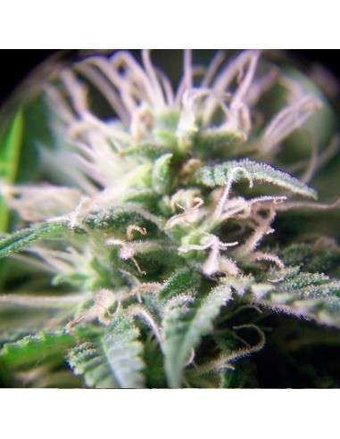 FEMALESEEDS - Purple Maroc - 2