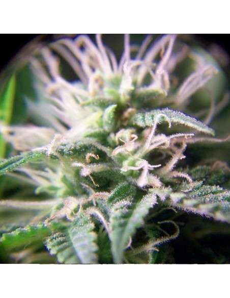 FEMALESEEDS - Purple Maroc - 2