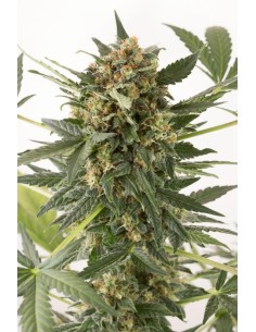 DINAFEM - Kush'n'Cheese Auto - 1