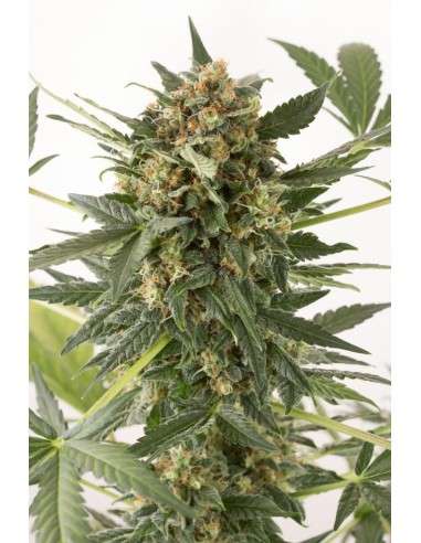 DINAFEM - Kush'n'Cheese Auto - 1