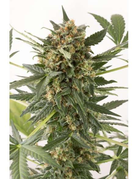 DINAFEM - Kush'n'Cheese Auto - 1