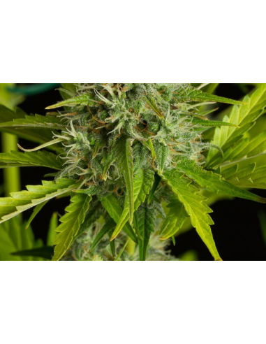 DINAFEM - Kush'n'Cheese Auto - 2