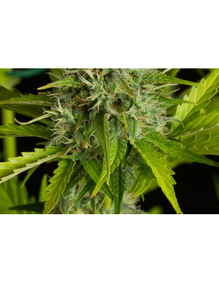 DINAFEM - Kush'n'Cheese Auto - 2