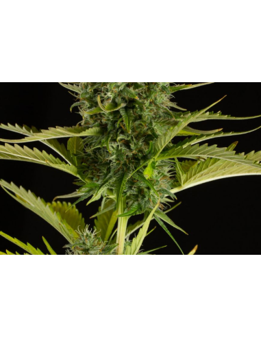 DINAFEM - Kush'n'Cheese Auto - 3