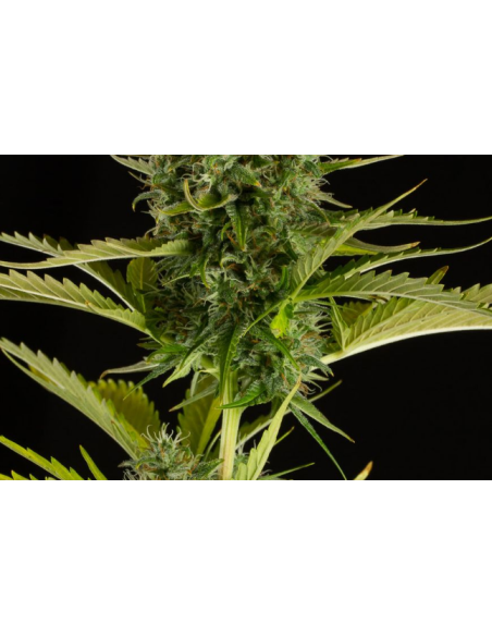DINAFEM - Kush'n'Cheese Auto - 3