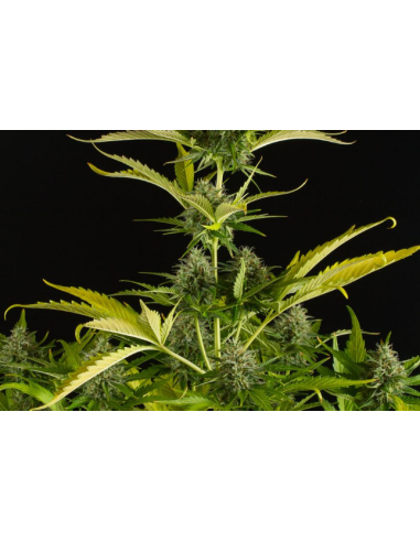 DINAFEM - Kush'n'Cheese Auto - 4