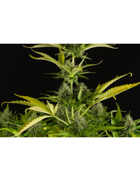 DINAFEM - Kush'n'Cheese Auto - 4