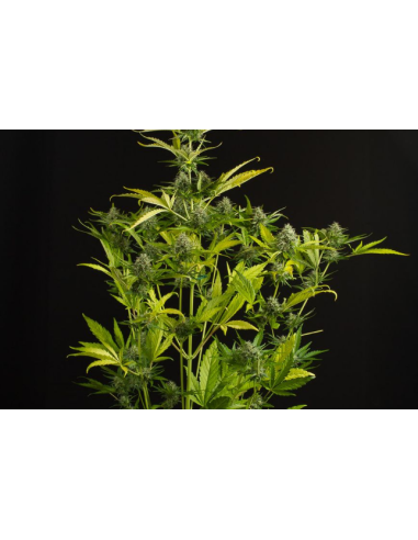 DINAFEM - Kush'n'Cheese Auto - 5