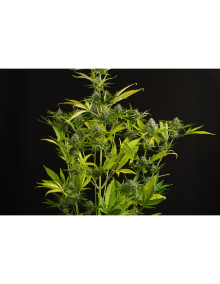 DINAFEM - Kush'n'Cheese Auto - 5