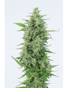 DINAFEM - OG Kush Auto - 1