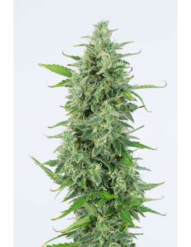 DINAFEM - OG Kush Auto - 1