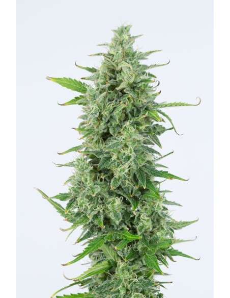 DINAFEM - OG Kush Auto - 1