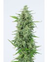 DINAFEM - OG Kush Auto - 1
