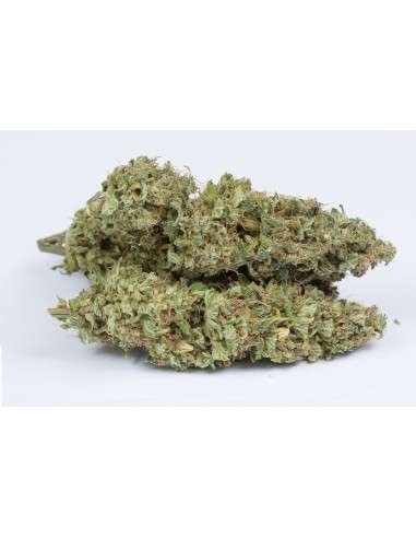 DINAFEM - OG Kush Auto - 2