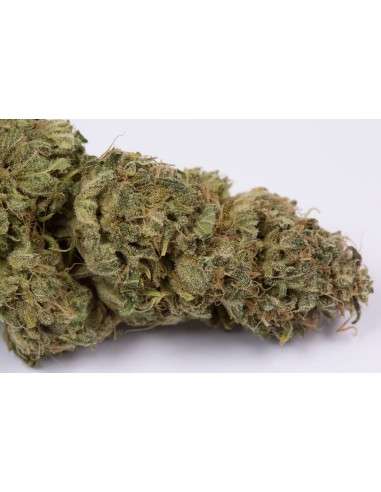 DINAFEM - OG Kush Auto - 3