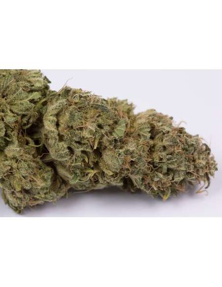 DINAFEM - OG Kush Auto - 3