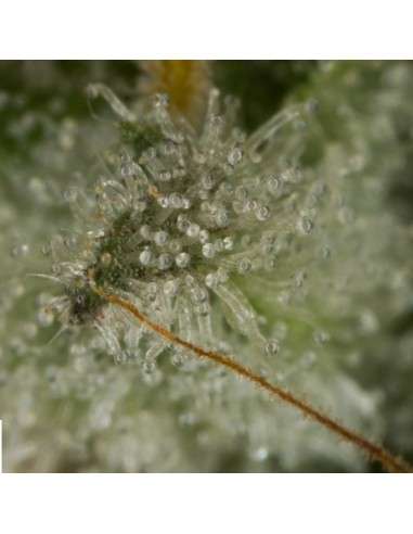 DINAFEM - OG Kush Auto - 4