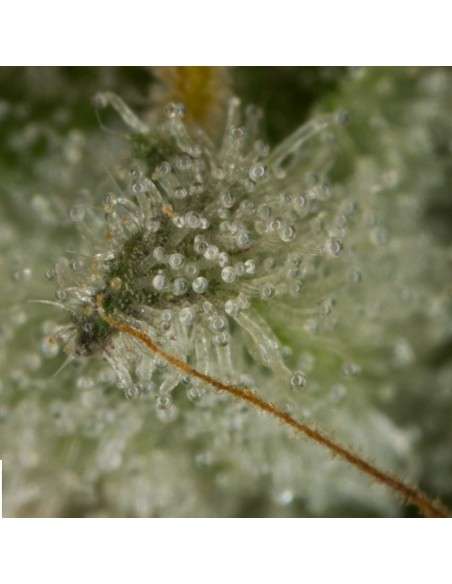 DINAFEM - OG Kush Auto - 4