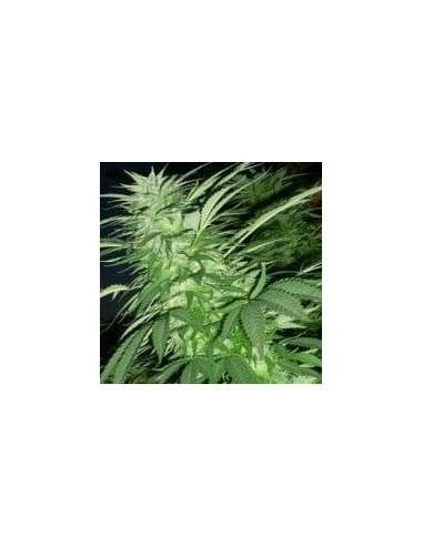 FEMALESEEDS - Purple Maroc - 3