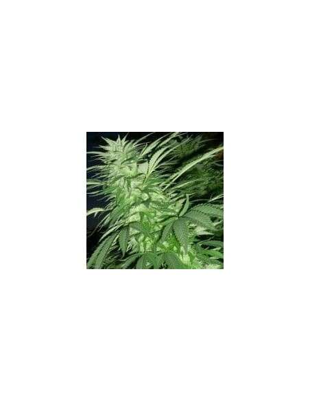 FEMALESEEDS - Purple Maroc - 3