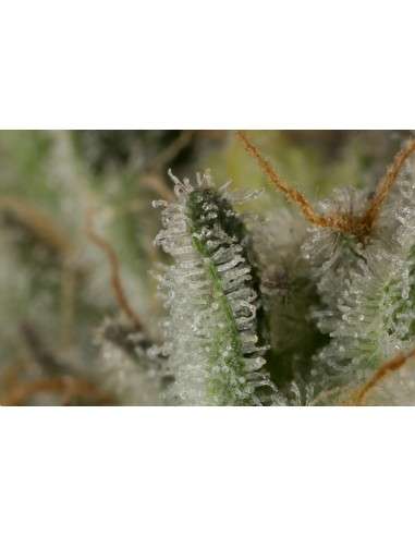 DINAFEM - OG Kush Auto - 5