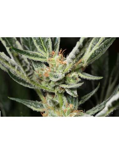 DINAFEM - OG Kush Auto - 6