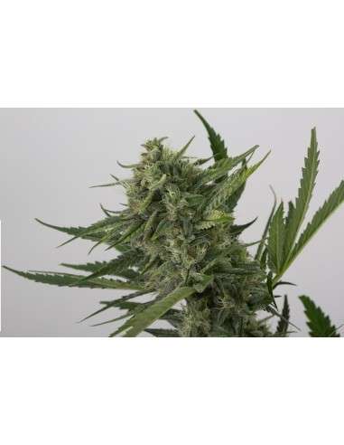 DINAFEM - OG Kush Auto - 7