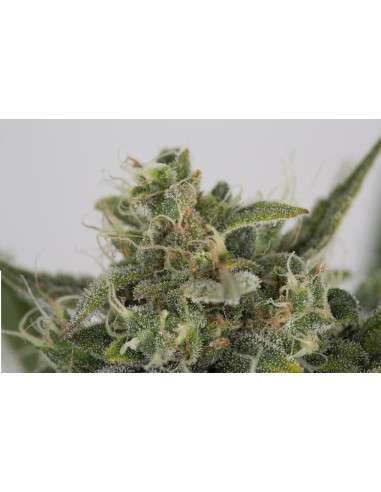 DINAFEM - OG Kush Auto - 8