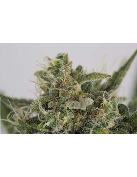 DINAFEM - OG Kush Auto - 8