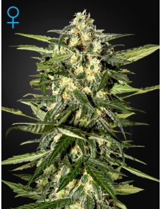 GREEN HOUSE SEEDS - Jack Herer Auto - 1