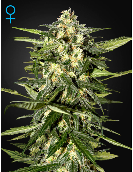 GREEN HOUSE SEEDS - Jack Herer Auto - 1