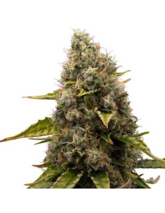 White Widow - 1
