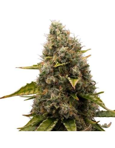 White Widow - 1