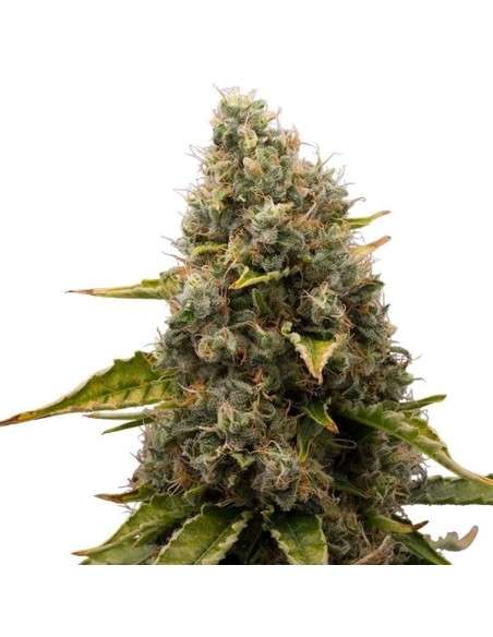 White Widow - 1