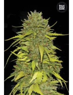 BULK SEED BANK - AK - 1