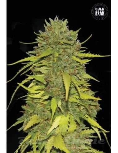BULK SEED BANK - AK - 1