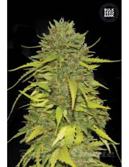 BULK SEED BANK - AK - 1