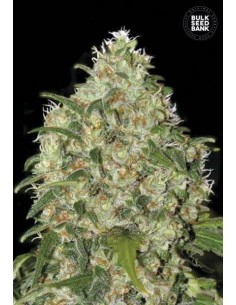 BULK SEED BANK - Amnesia Platinum - 1