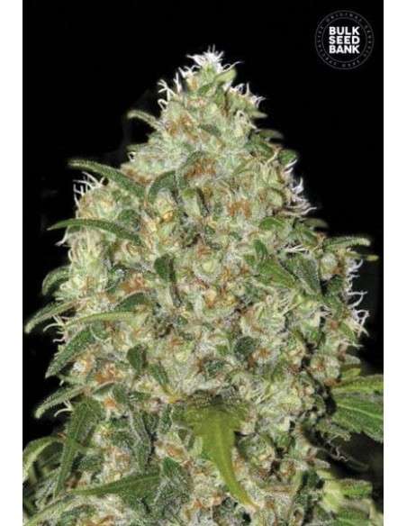 BULK SEED BANK - Amnesia Platinum - 1