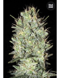 BULK SEED BANK - Amnesia Haze - 1