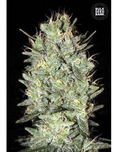 BULK SEED BANK - Amnesia Haze - 1