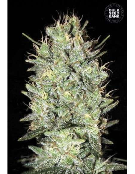 BULK SEED BANK - Amnesia Haze - 1